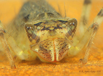 Libellula luctuosa, nymph